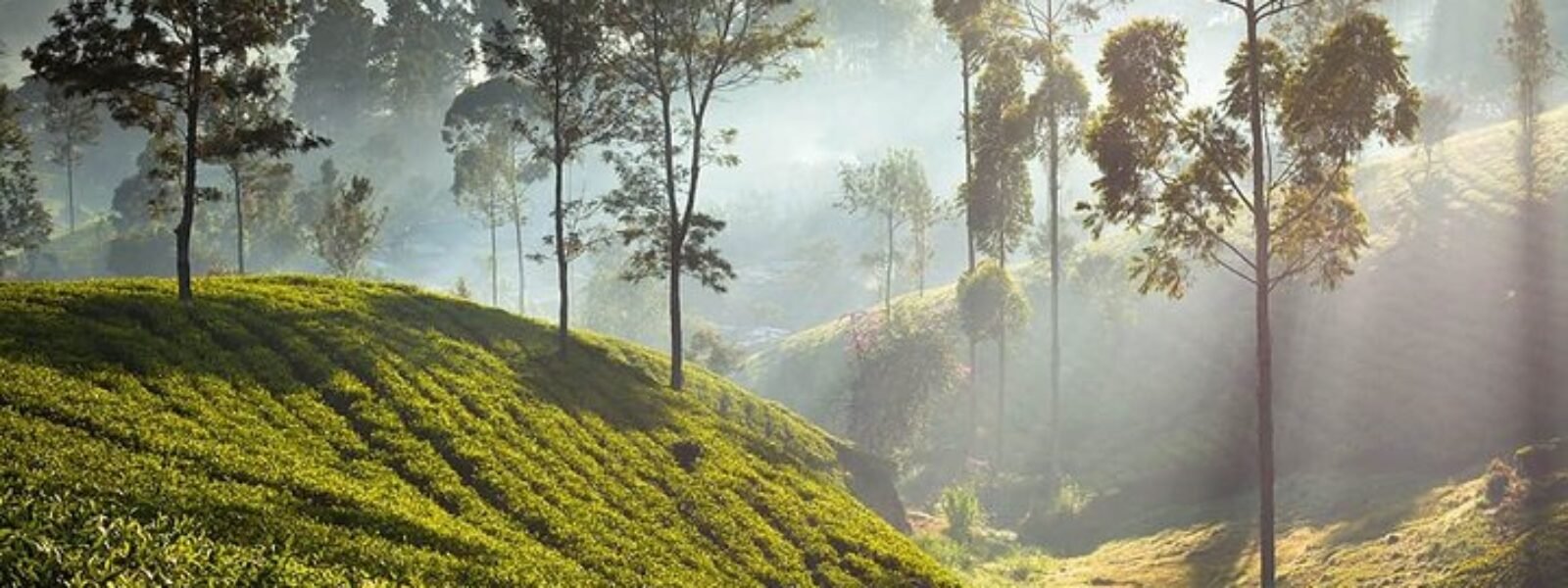 Hill Country Highlands