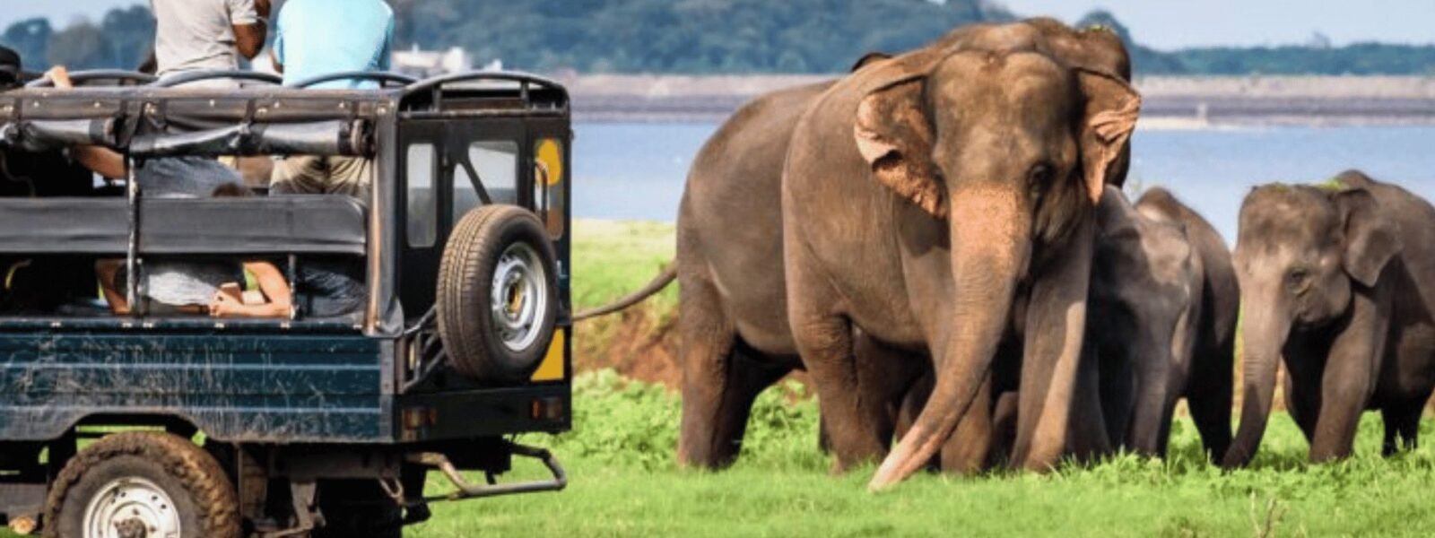 Elephant Safaris (Habarana)