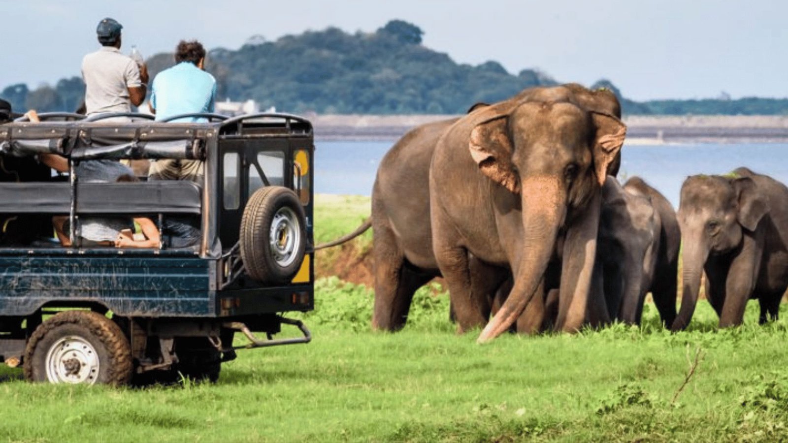 Elephant Safaris (Habarana)
