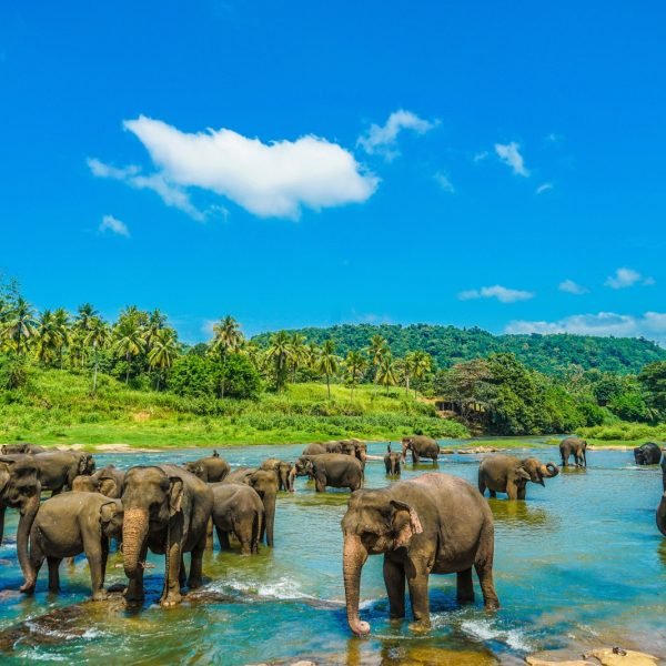 象の孤児院（スリランカ・ピンナワラ）